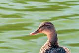 Fototapeta Na ścianę - Close-up on the head of a duck sitting on the bank of the lake