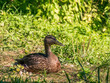 a duck sitting on the grass on the shore of a lake in poland on mazuria