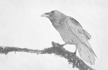 Sticker - Raven (Corvus corax) sketch image