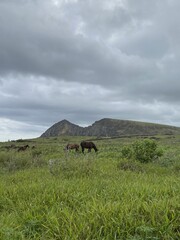 Wall Mural - Chevaux devant le volcan Rano Raraku à l'île de Pâques	