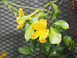 yellow flower blooming in garden blurred of nature background