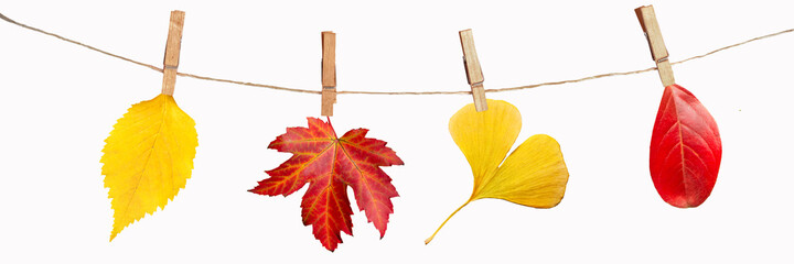 Wall Mural - Four autumn leaves hanging on a rope, isolated on white panoramic background