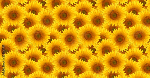 Bright yellow summer flowers.