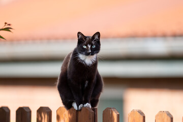 Wall Mural - Katze