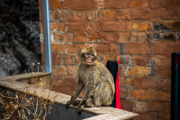 Wall Mural - Photo of a wild macaque in Gibraltar up on the rock. Free monkey. 