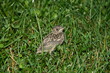 młodziutki przestraszony brązowoszary ptaszek, który wypadł z gniazda siedzący na zielonej trawie