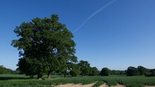 Blue Sky Above Corn Field In Spring With Oak Tree 