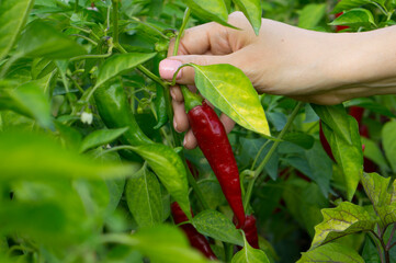 A woman's hand picks off a ripe hot pepper. Chili peppers on the bush.