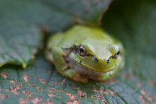 Little Green Japanese Tree Frog