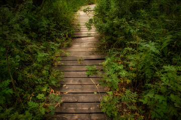 Lush green summer foliage divided by a wooden pedestrian boardwalk