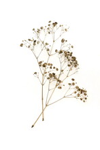 Gypsophila Flowers Bouquet In Gold Paint  Isolated On White Background Top View. Poster. Floral Card