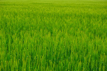 Green Rice Fields Of Japan