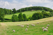 Sheep Grazing In Wales