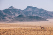 Lone Oryx in Namibian Desert