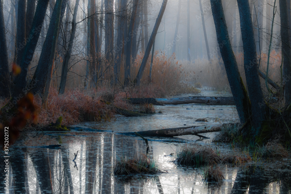 Leśny strumień w porannej mgle - obrazy, fototapety, plakaty 