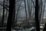 Fototapeta  - Ciemny mroczny las o świcie - ponury widok, klimat grozy