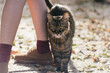 © Deirdre Malfatto/Stocksy - friendly tabby cat rubbing into child's legs