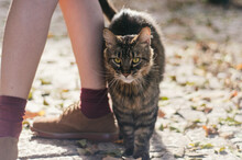 Friendly Tabby Cat Rubbing Into Child's Legs