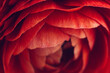© Kerry Murphy/Stocksy - Macro of red ranunculus flower petals