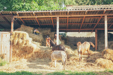 Kids Playing With Horses In The Straw