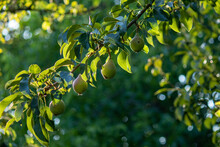Group Of Ripe Healthy Yellow And Green Pears Growing On A Tree In Sunlight In A Real Organic Garden