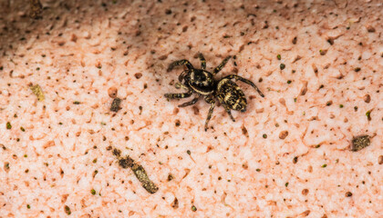 jumping spider