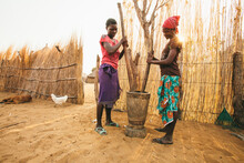 Young African Hambukushu Women Pounding Corn/millet