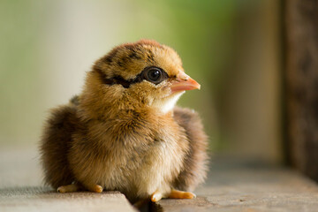 Wall Mural - Baby chicken in a nest