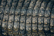 © Micky Wiswedel/Stocksy - Crocodile skin texture