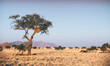 © Micky Wiswedel/Stocksy - Namib Desert tree with a sociable weaver nest
