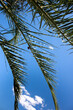 Liść palmy na tle słonecznego nieba