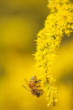 Honeybee On A Goldenrod Flower