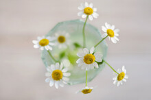Small Bunch Of Daisies In A Vase From Above
