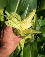 Wall Mural - Man's hand holding fresh ear of fresh sweet corn on the cob, husks peeled back, in farm corn field, single ear of corn, green leaves