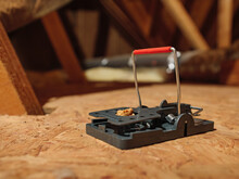 Baited Exterminator Snap Mouse Trap In Residential Attic. Pest, Rat, And Rodent Removal Service.