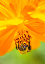 Bee Pollinating A Yellow Flower