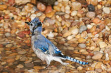 A Wet Blue Jay Standing In A Shallow Stream After A Bath