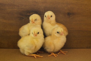 Wall Mural - Baby chicken on a wooden background