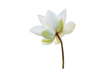 Wall Mural - White Lotus flower isolated on white background. File contains with clipping path so easy to work.