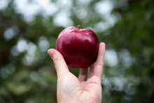 Woman's Hand Holding A Fresh-picked Red Apple
