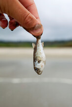 A Funny Photo Of Someone Holding A Very Small Fish As A Catch