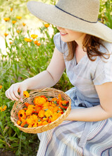 Woman Farmer Picking Calendula Flowers On Organic Farm