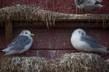 Wall Mural - Crutch (Rissa tridactyla) is a pelagic surface-grazing seabird belonging to the group of gulls and one of two species in the genus Rissa