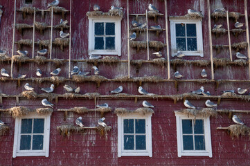 Wall Mural - Crutch (Rissa tridactyla) is a pelagic surface-grazing seabird belonging to the group of gulls and one of two species in the genus Rissa