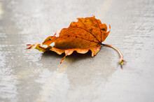 An Orange Leaf On The Sidewalk In The Rain In Autumn