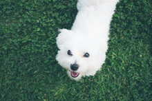 White Maltese Dog Portrait