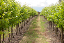 View Between The Vine Rows In A Vineyard