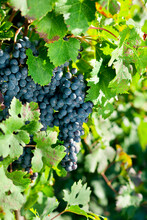 Bunch Of Blue Grapes