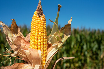 Wall Mural - Closeup yellow fresh corn on the cob on stalk, husks, tassels, leaves, in farm field, blue sky and corn field background, single ear of corn