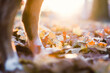 © Holly Clark/Stocksy - The legs of a dog in an autumn leaf pile.